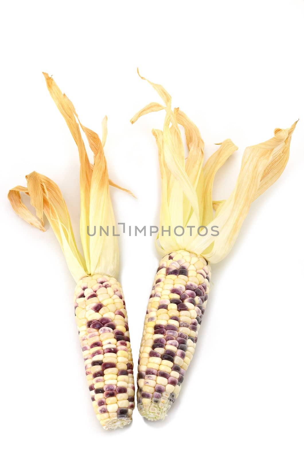 Sweet corn isolated  by pixbox77
