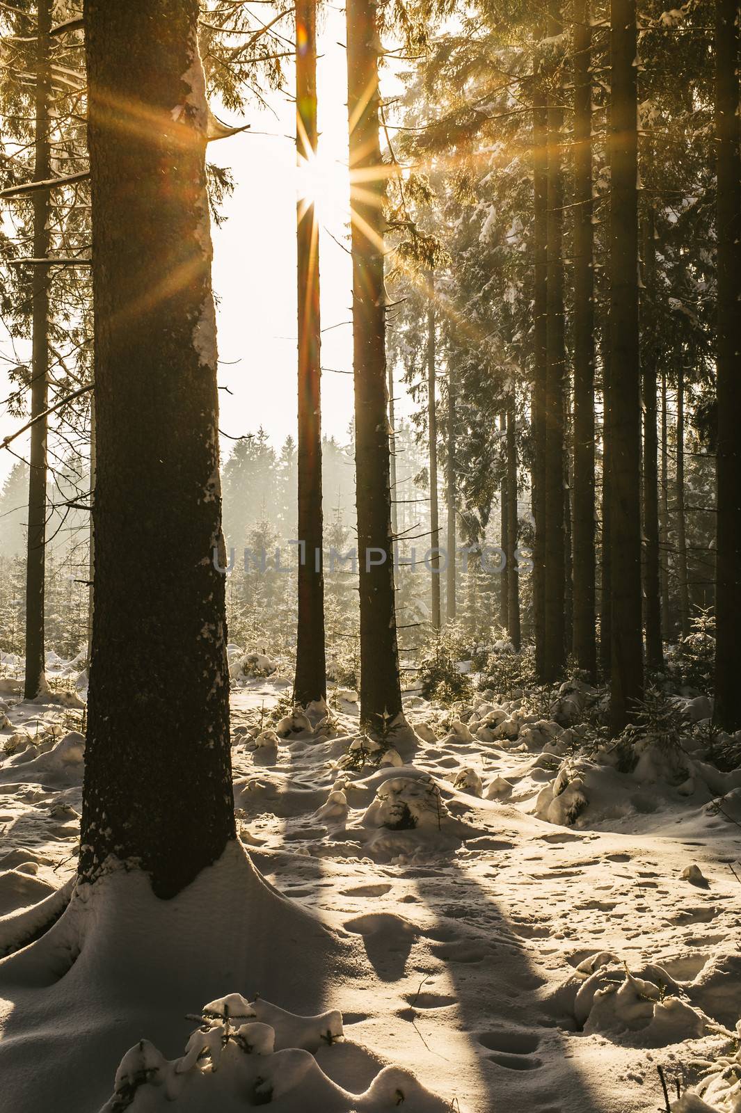 Sun in a winter Forest taken in Upper Austria