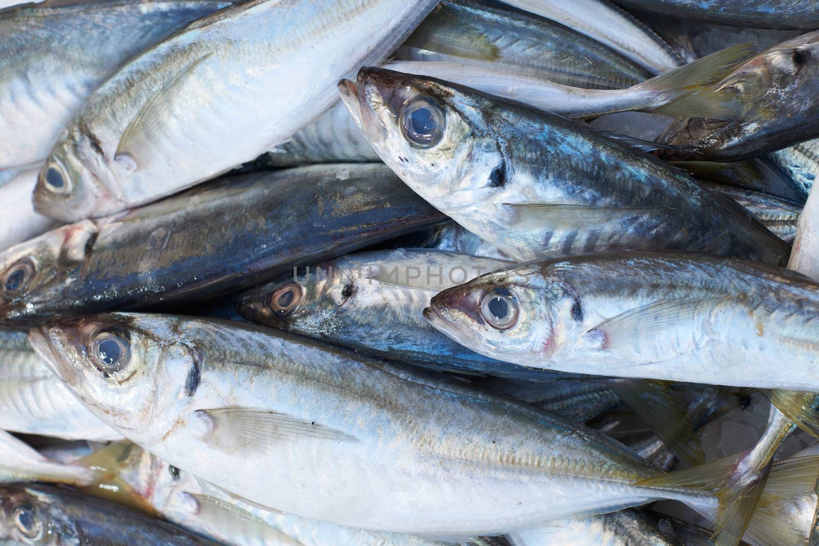 Fresh mediterranean scad fish for sale on market of Marseille, France