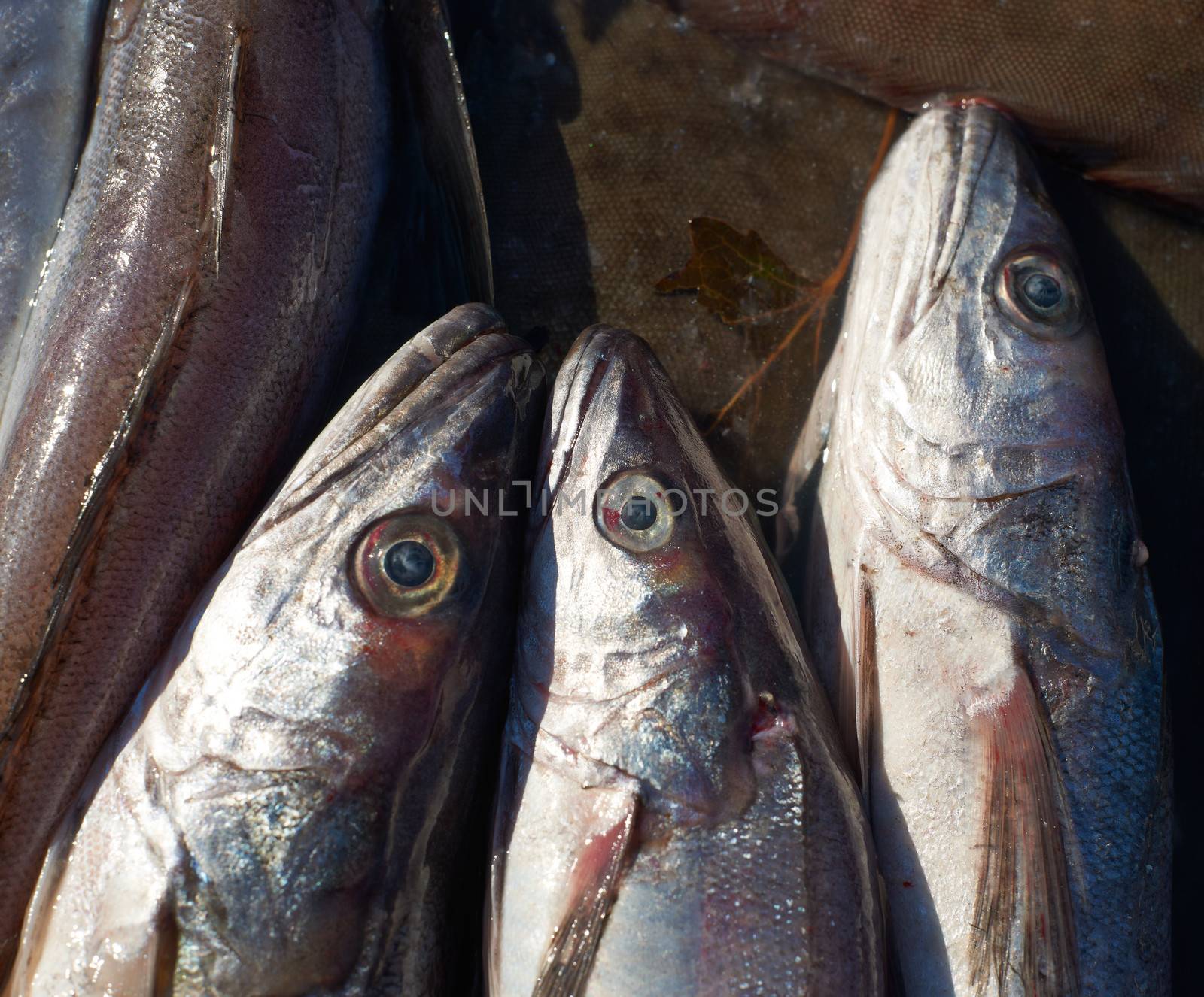 Fresh mediterranean cod-fish for sale on market of Marseille, France