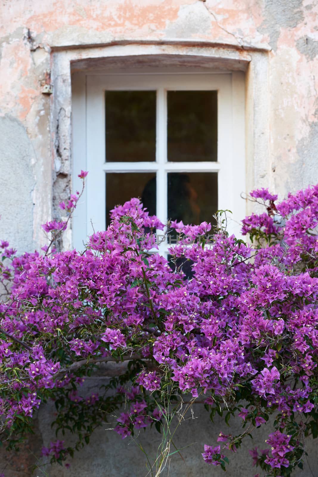 Window with flowers in Saint Tropez by ecobo