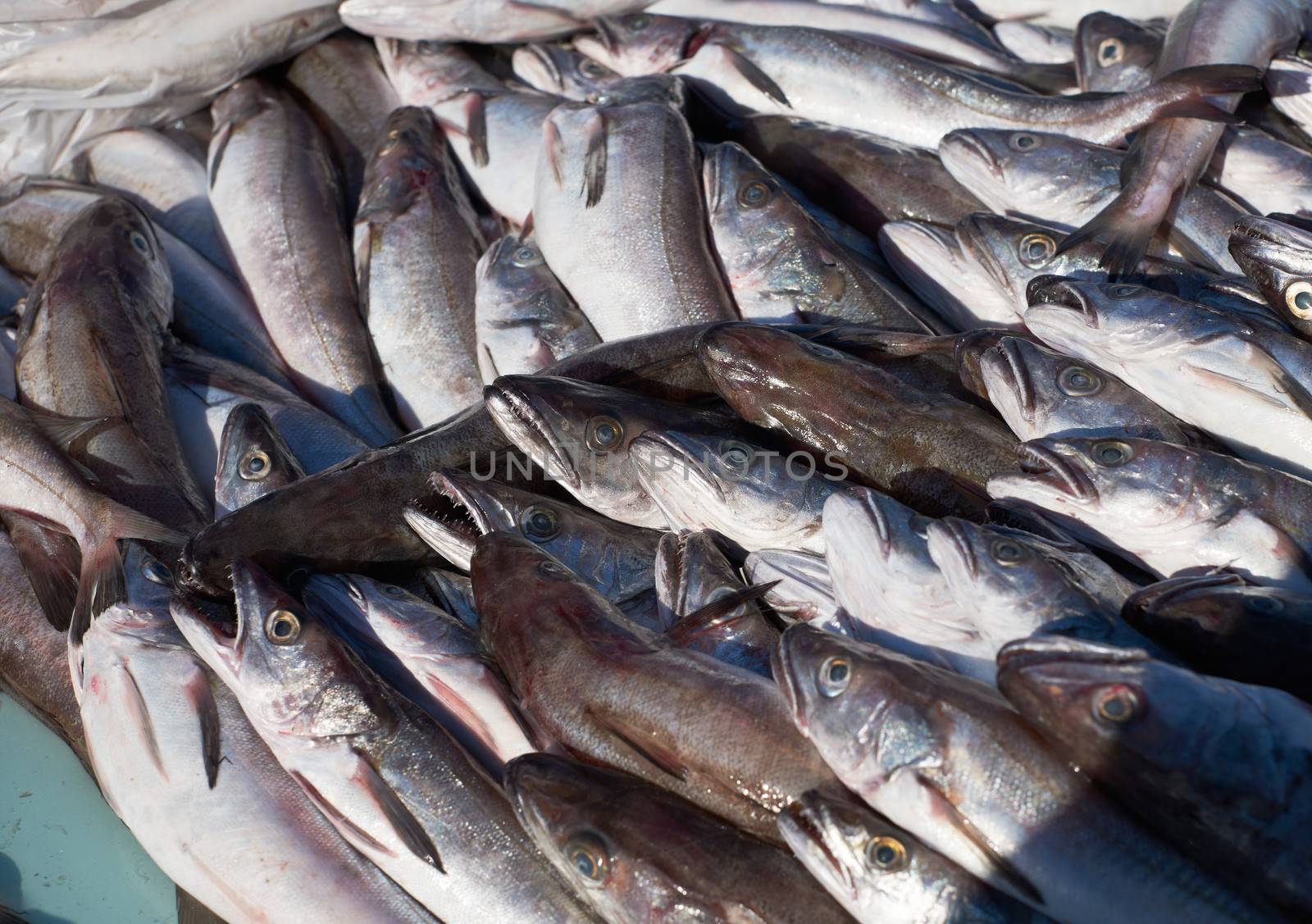 Fresh mediterranean cod-fish for sale on market of Marseille, France