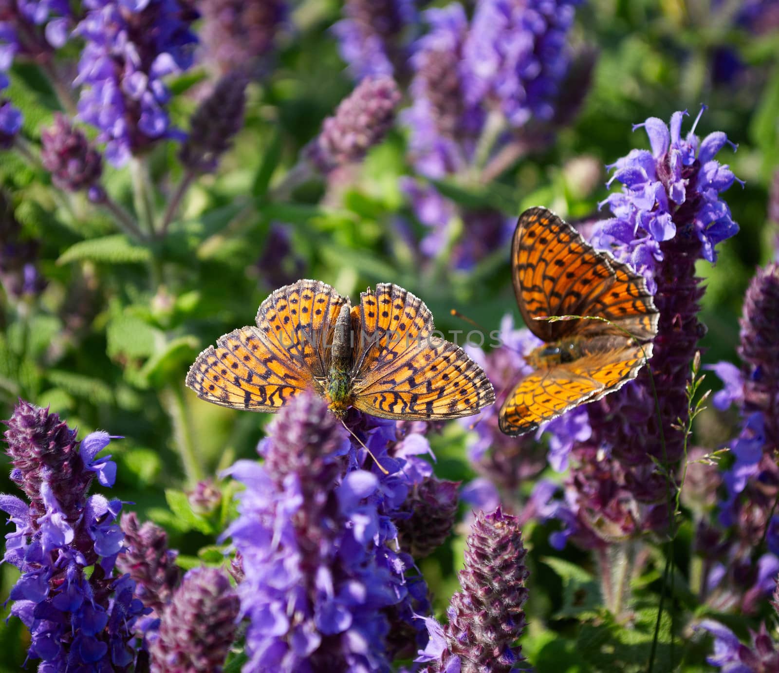 Two butterflies on blue wild flower blossoms in spring season