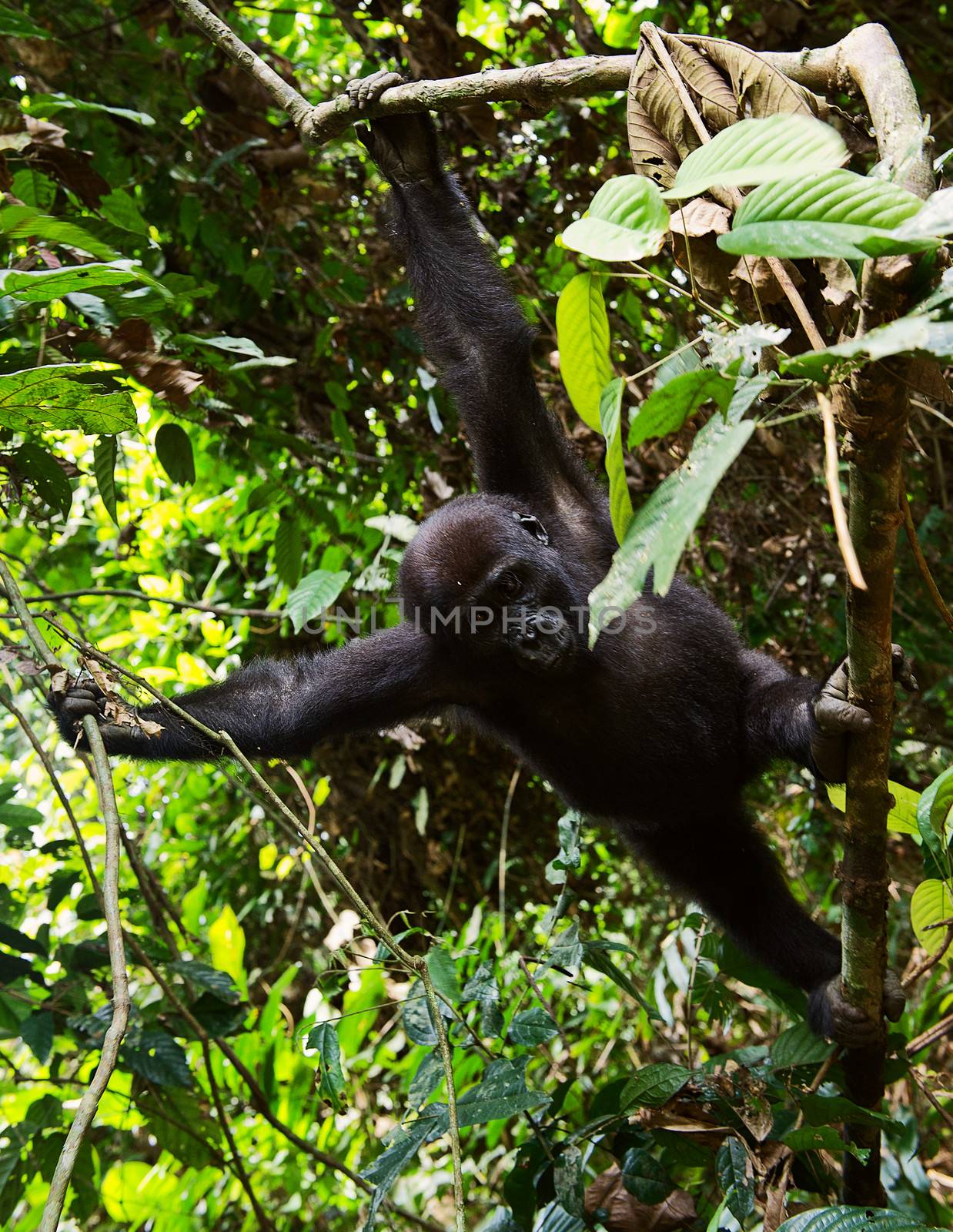 The western lowland gorilla The western lowland gorilla by SURZ