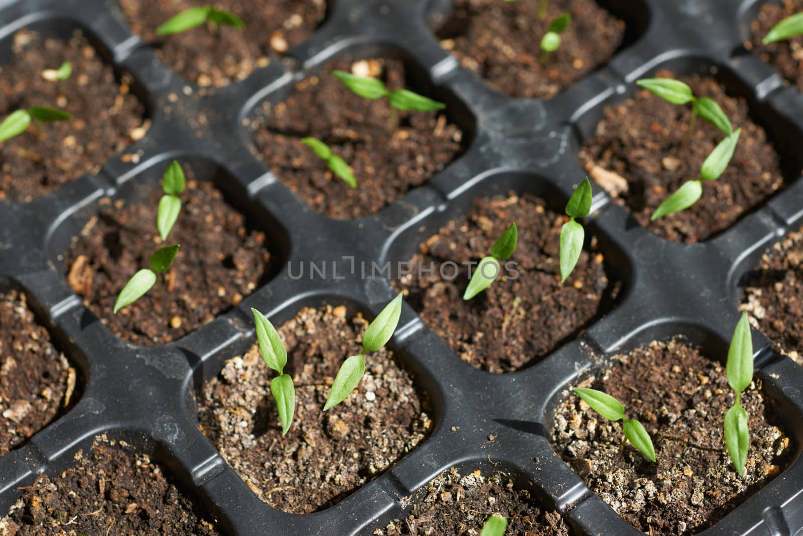 Young pepper seedlings in special black plastic pots