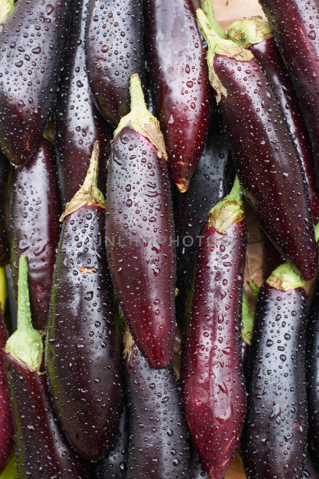 Aubergine with waterdrops by ecobo