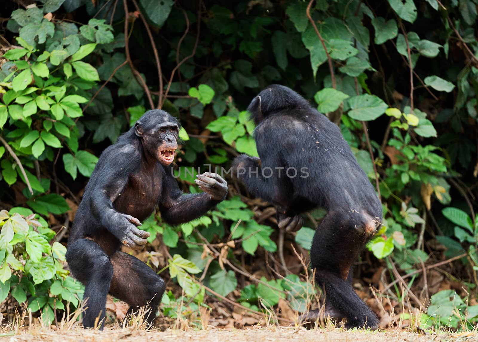 Fighting Bonobos ( Pan paniscus). At a short distance, close up. The Bonobo ( Pan paniscus), called the pygmy chimpanzee. Democratic Republic of Congo. Africa   