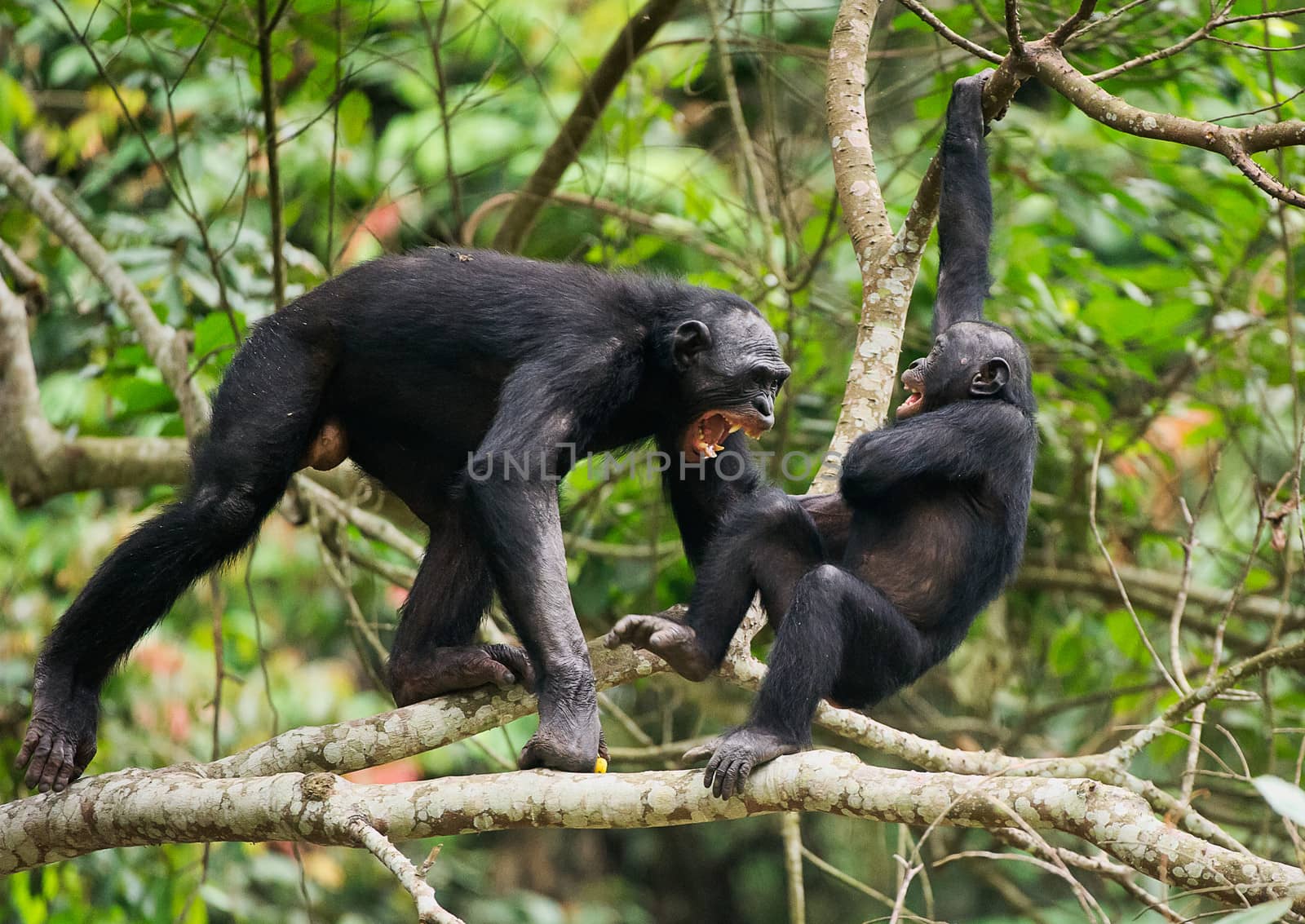 The Swearing and Aggressive Bonobo ( Pan paniscus) . Democratic Republic of Congo. Africa  