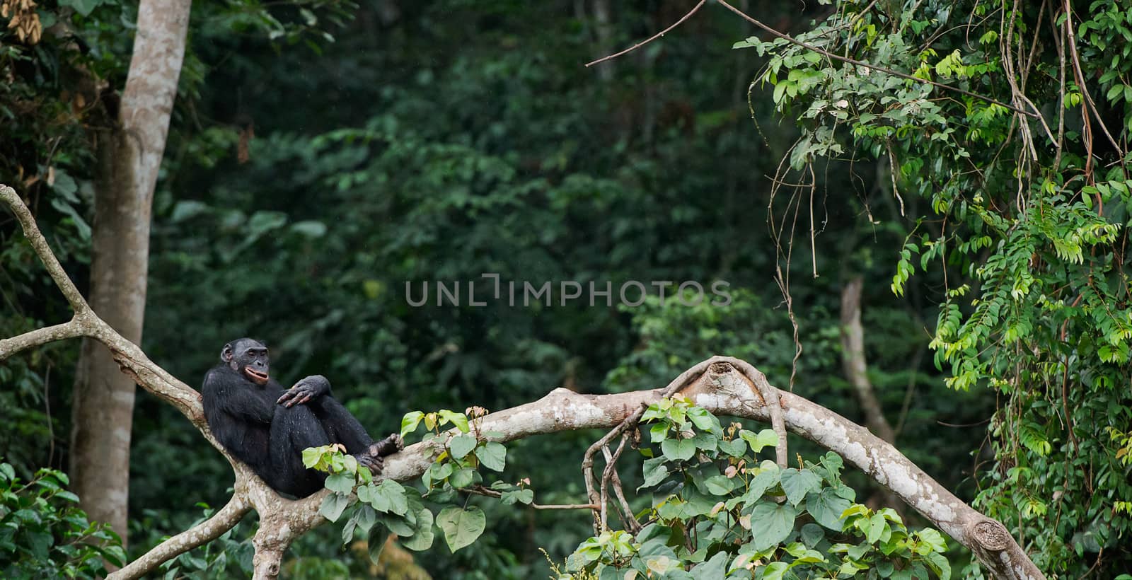  Bonobo on a tree branch.  by SURZ