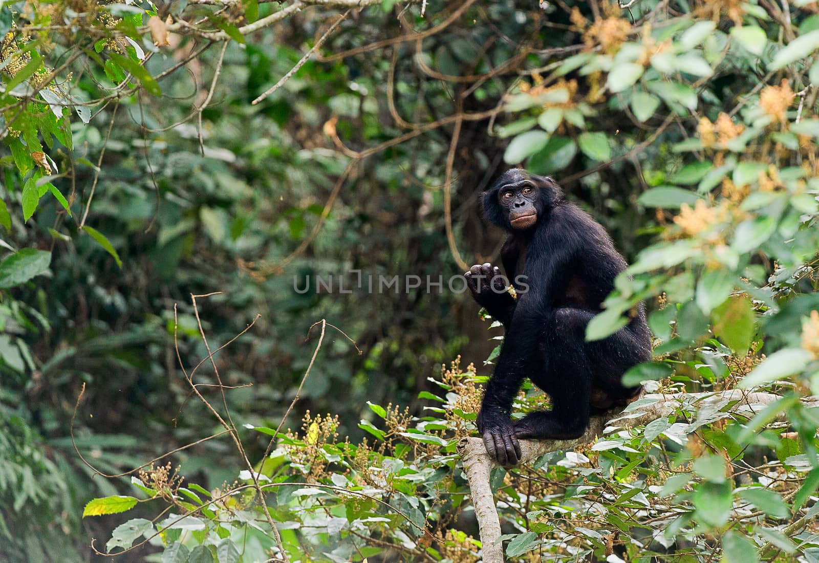  Bonobo on a tree branch.  by SURZ