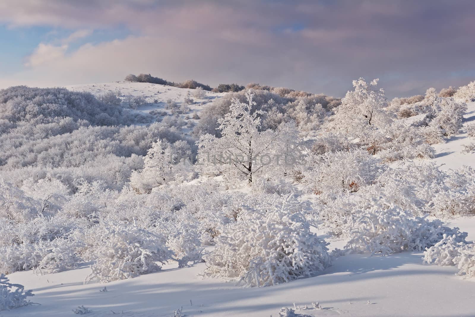 Winter frost by ecobo