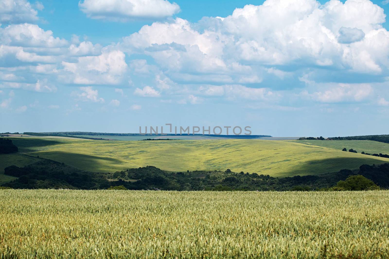 Scenery wrom North Bulgaria, spring wheat fields