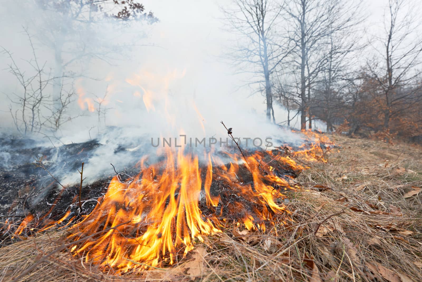 Disater in oak forest, fire in the woods