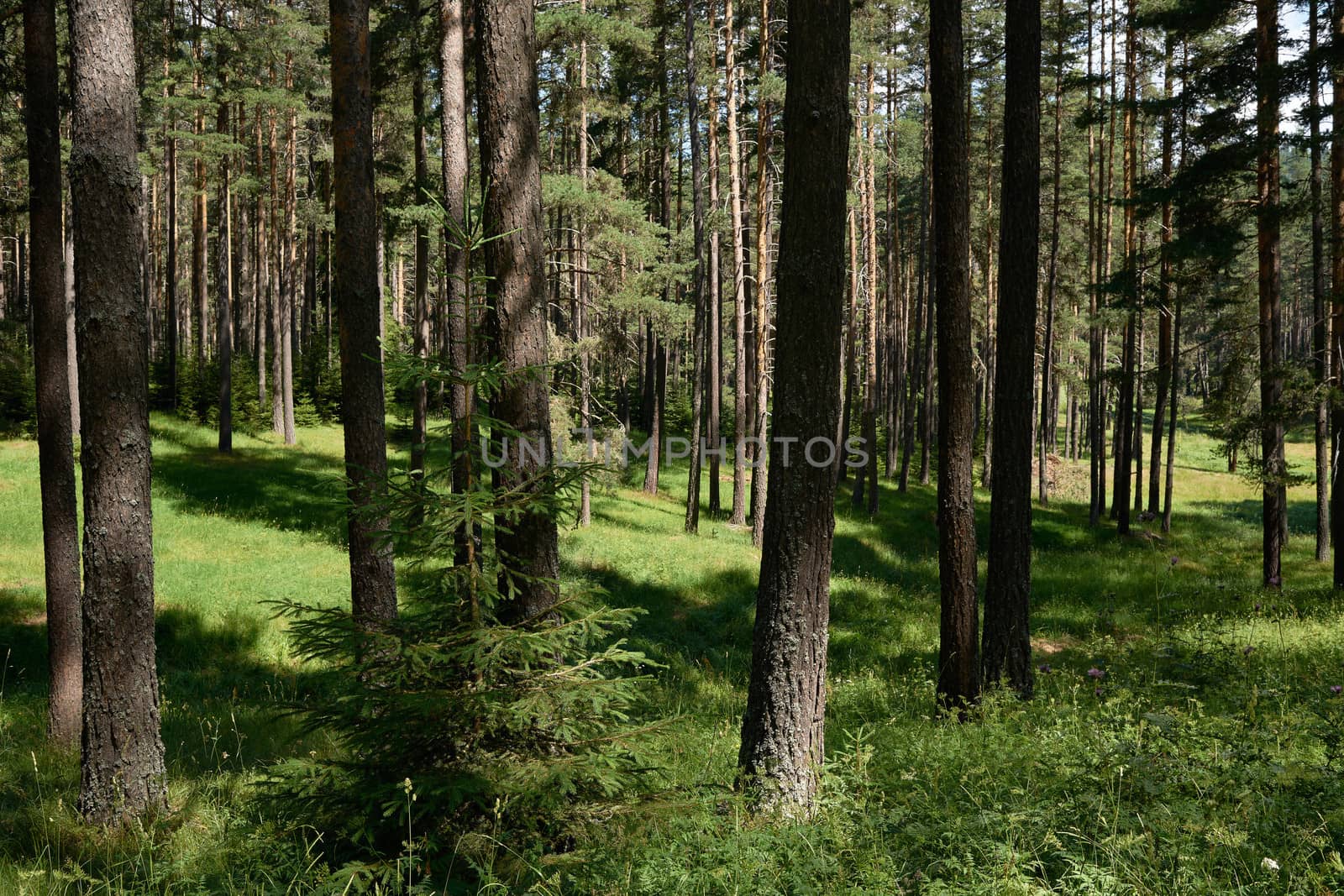 Green summer in spruce forest, Rhodope mountains, Bulgaria