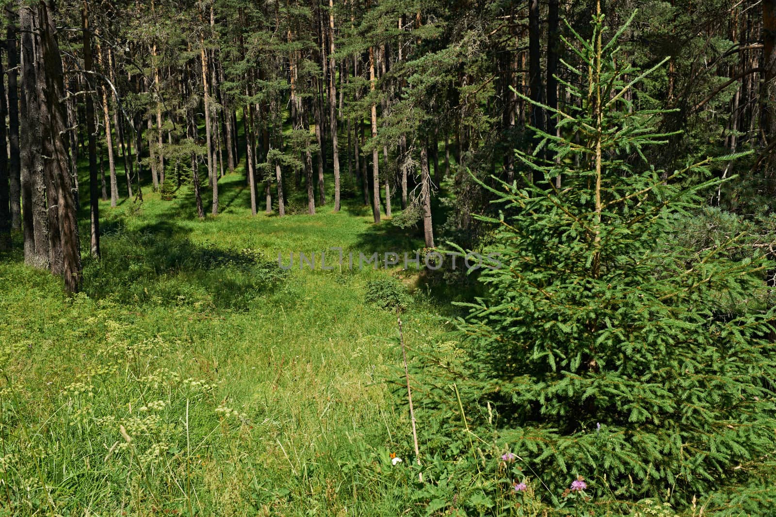 Green summer in spruce forest, Rhodope mountains, Bulgaria