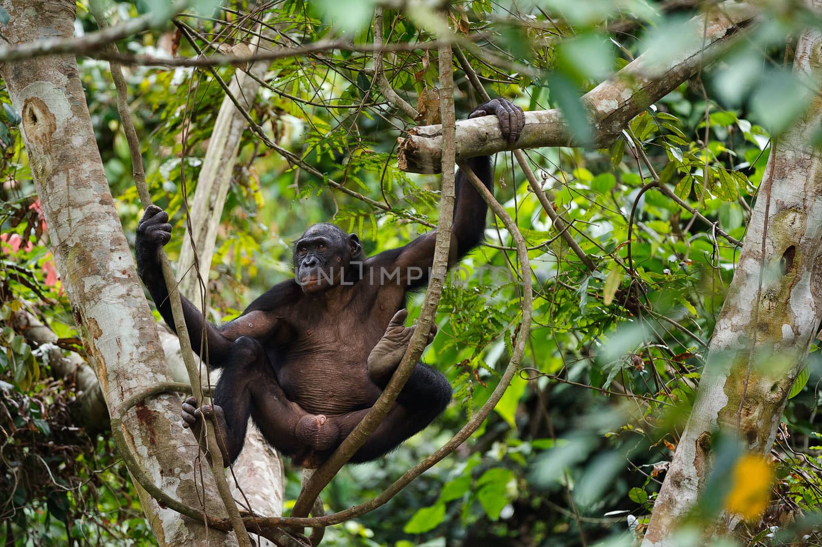  Bonobo on a tree branch. Democratic Republic of Congo. Africa 