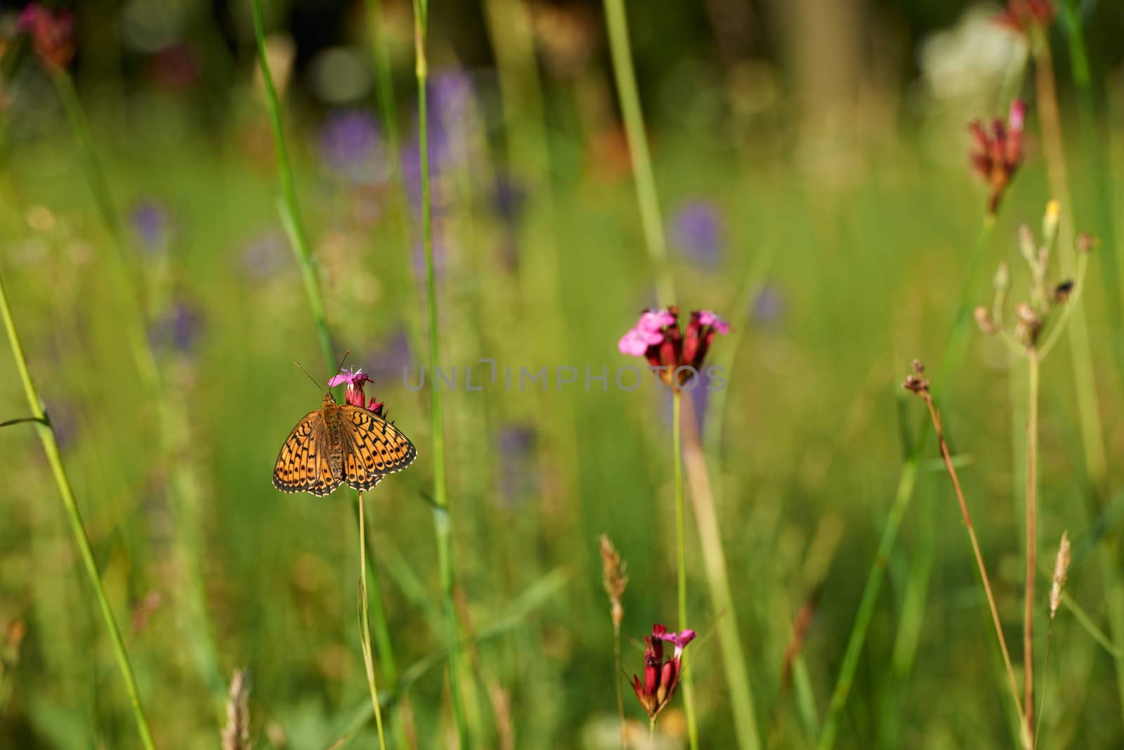 Green spring field with flowers and butterfly