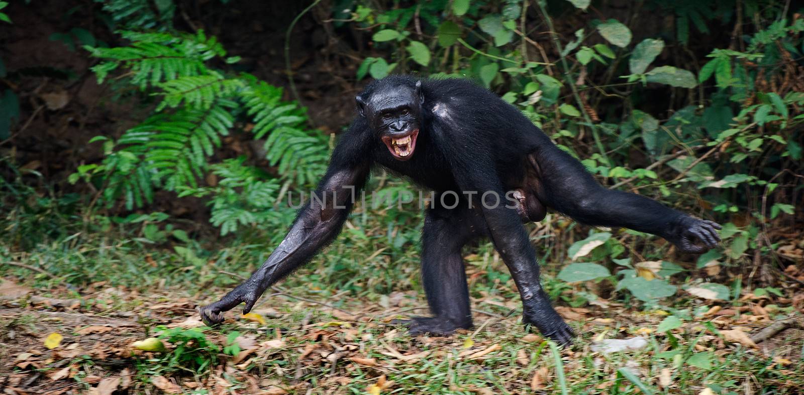 The laughing Bonobo ( Pan paniscus) portrait. At a short distance, close up. The Bonobo ( Pan paniscus), called the pygmy chimpanzee. Democratic Republic of Congo. Africa  