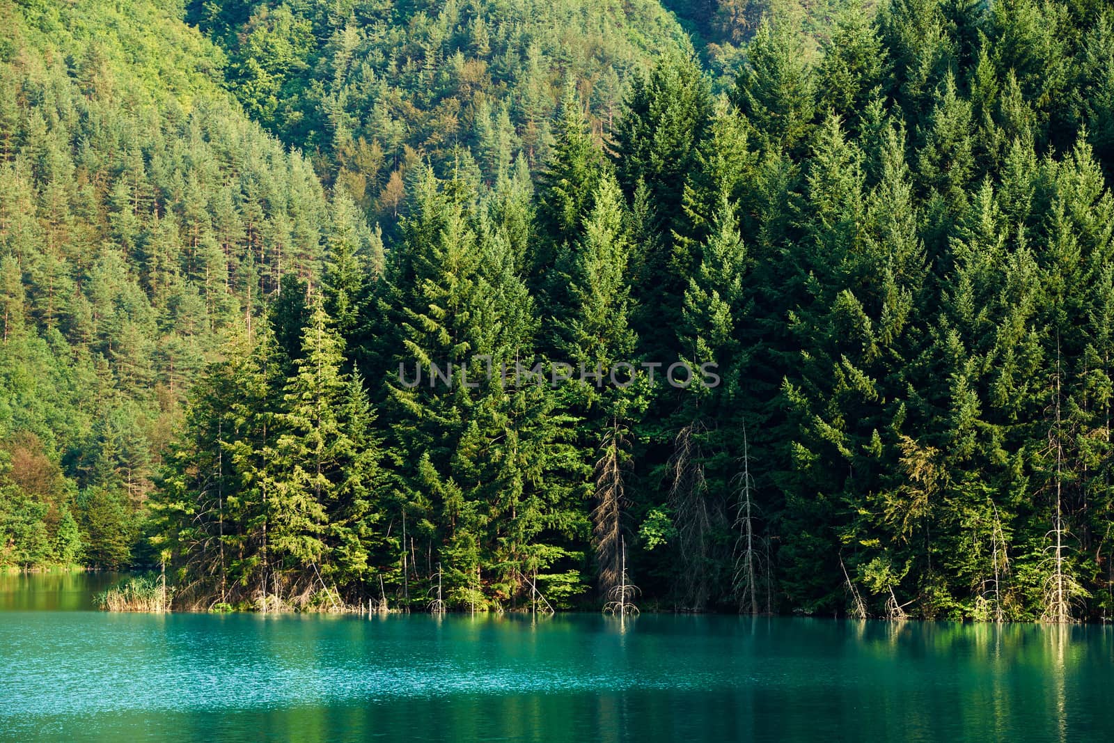 Lake with pure emerald water and spruce trees in summer