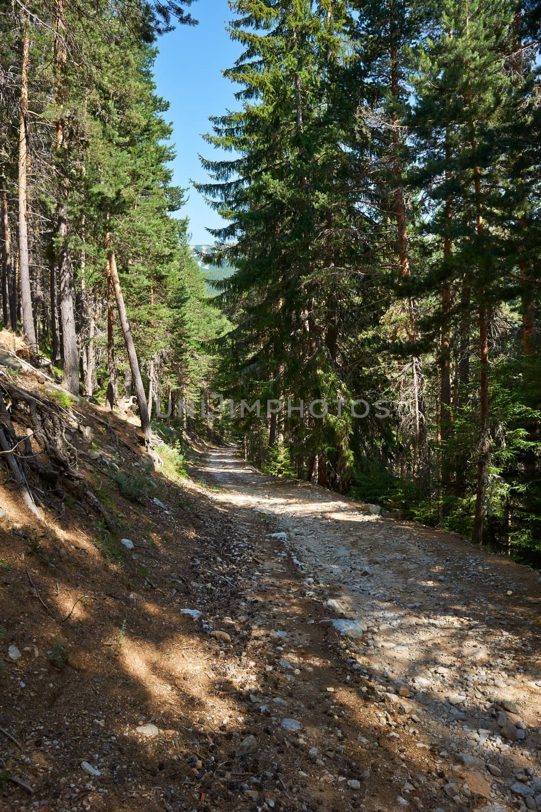 Tourist trail in mountain forest of Pirin, Bulgaria