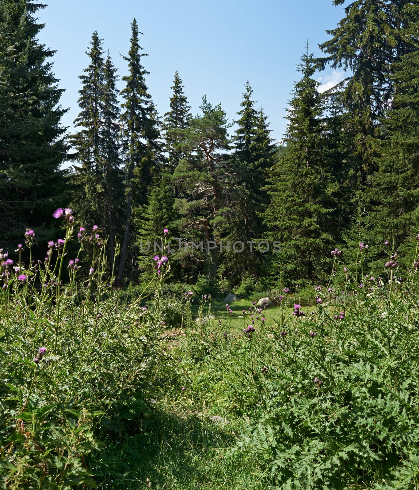 Summer pine forest in Pirin mountains and some flowers, national park of Bulgaria