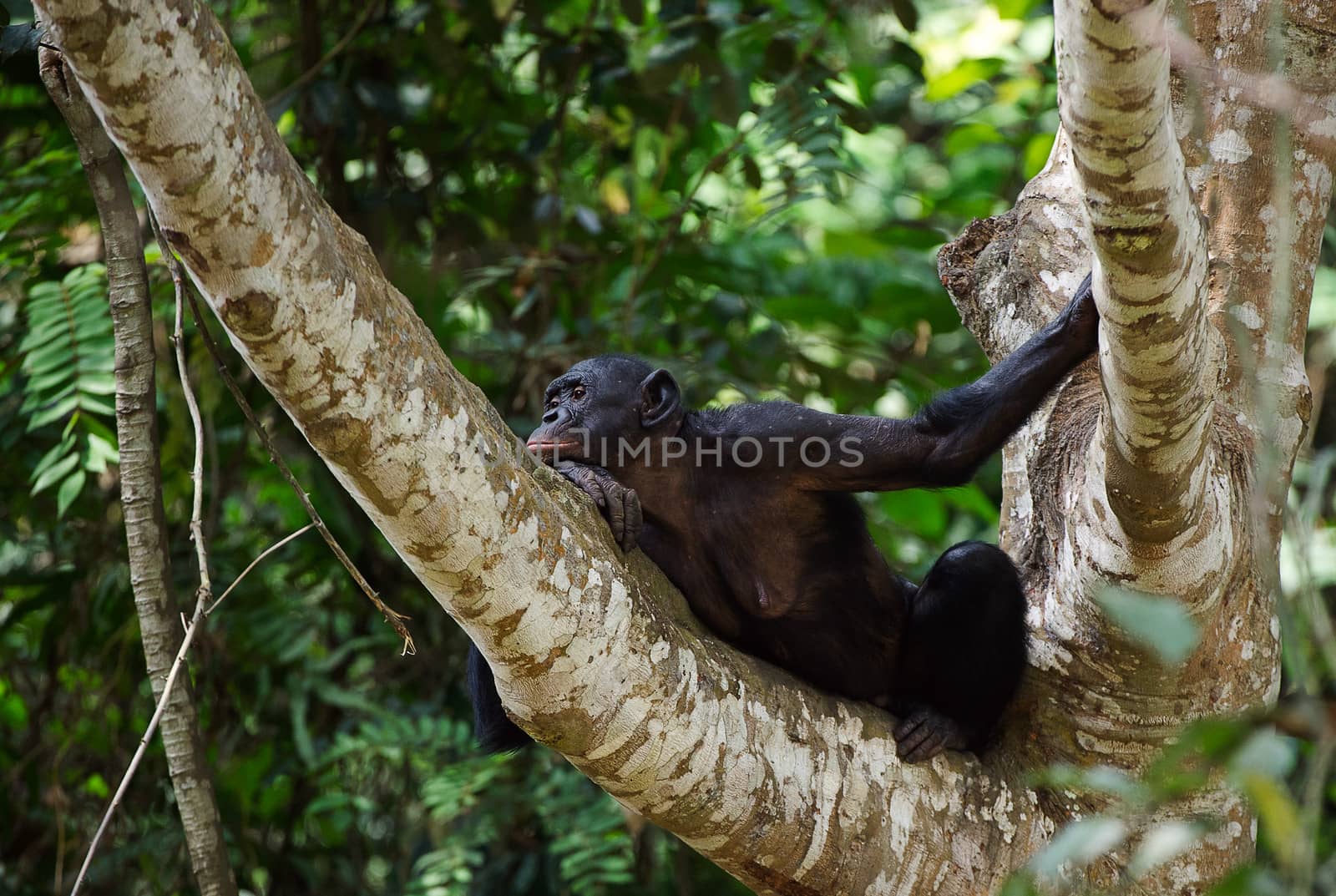  Bonobo on a tree branch. Democratic Republic of Congo. Africa 