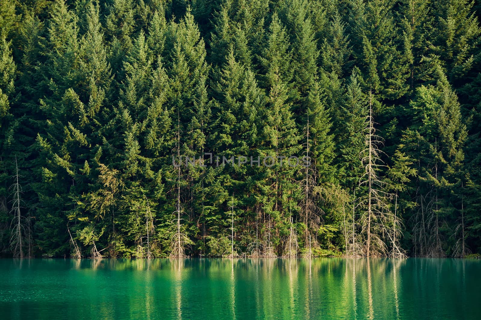 Lake with pure emerald water and spruce trees in summer