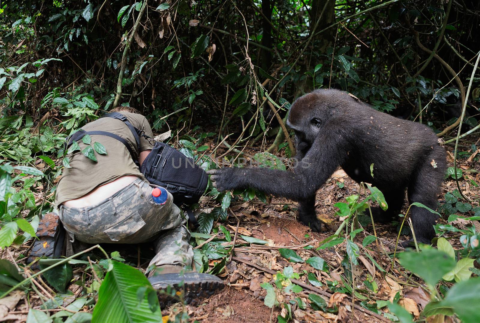 Photographer  and lowland gorilla. by SURZ