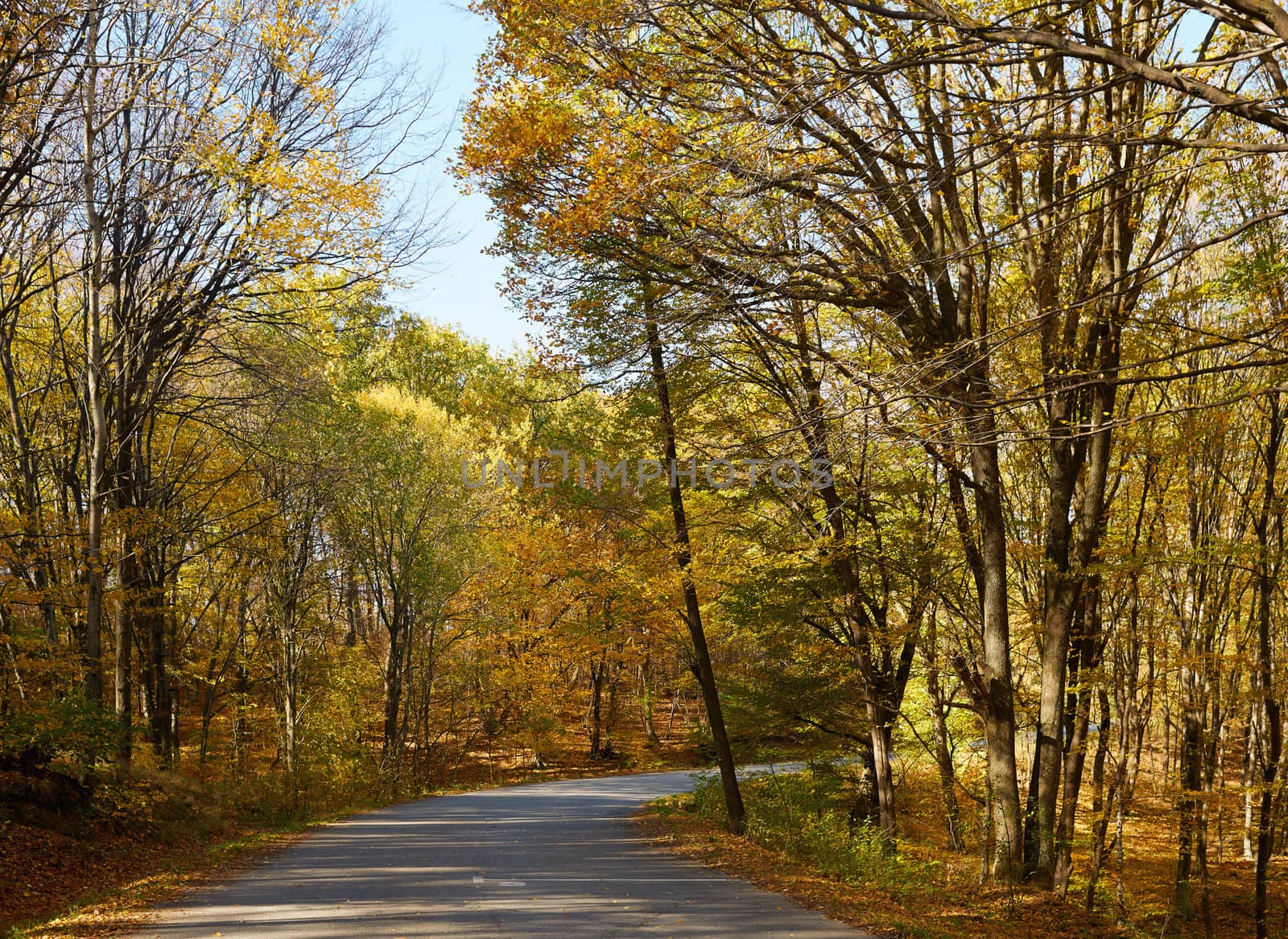 Beech forest in autumn and road by ecobo