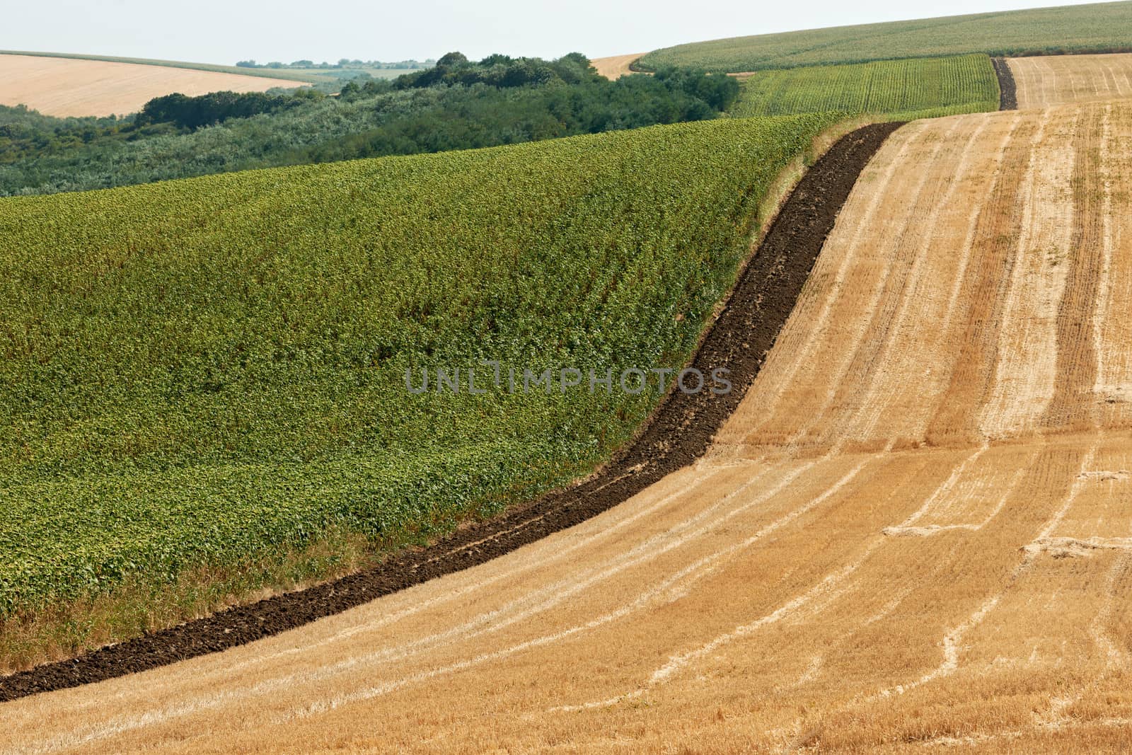 Summer landscape with plantations of sunflower and wheat in North Bulgaria, Dobrudzha region