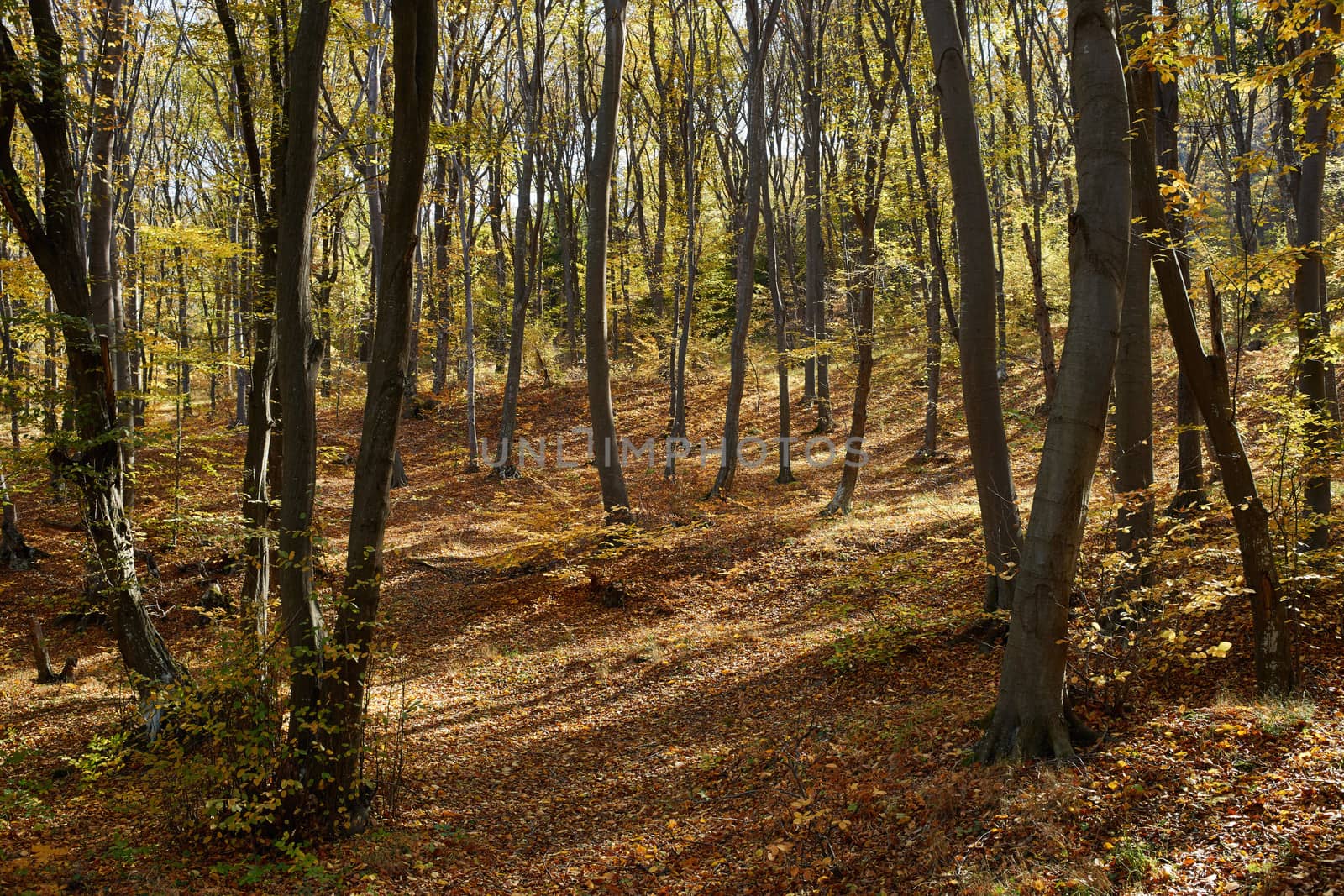 Autumn season in European beech forest