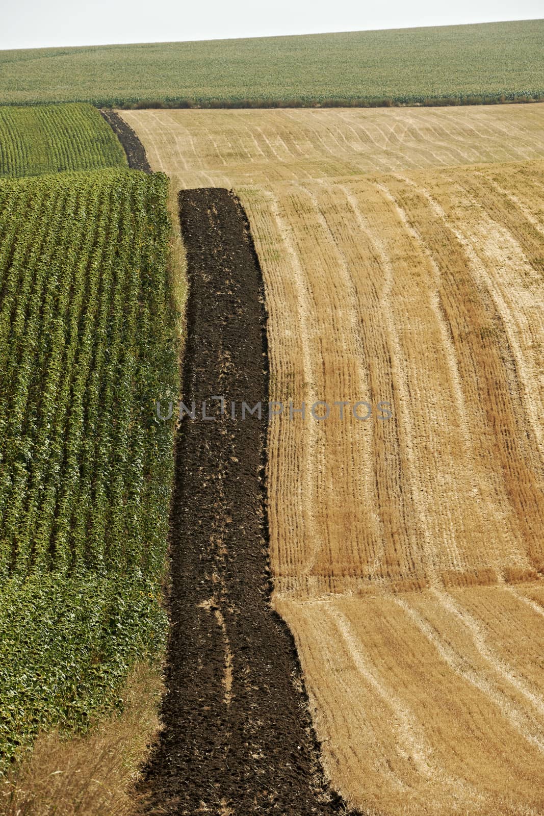 Summer landscape with plantations of sunflower and wheat in North Bulgaria, Dobrudzha region