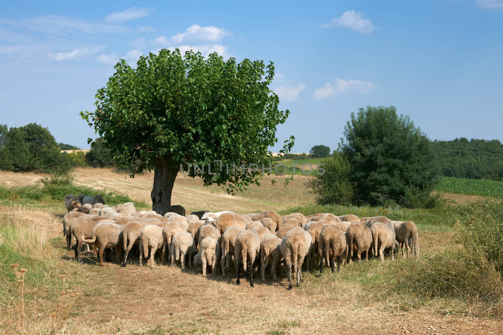 Summer rural scene with flock of sheep, Rhodope mountain, Bulgaria