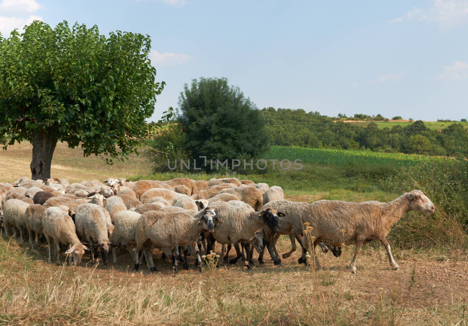 Summer rural scene with flock of sheep, Rhodope mountain, Bulgaria