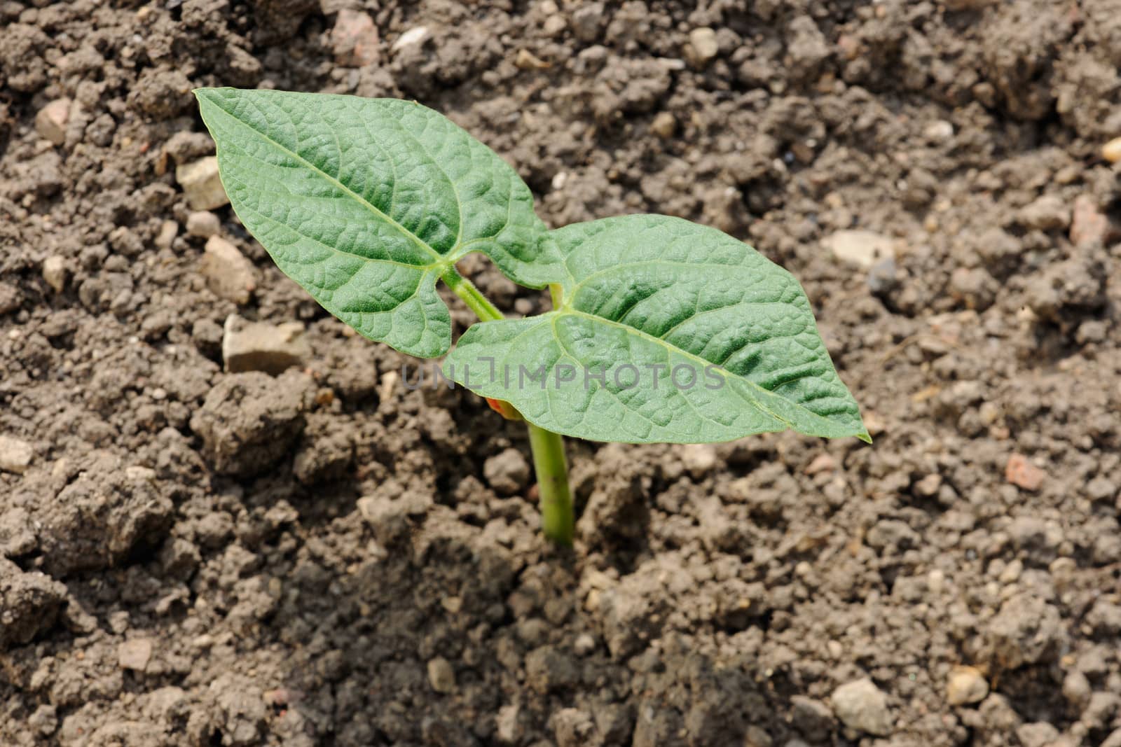 French beans sprout with two leafs in vegetable garden