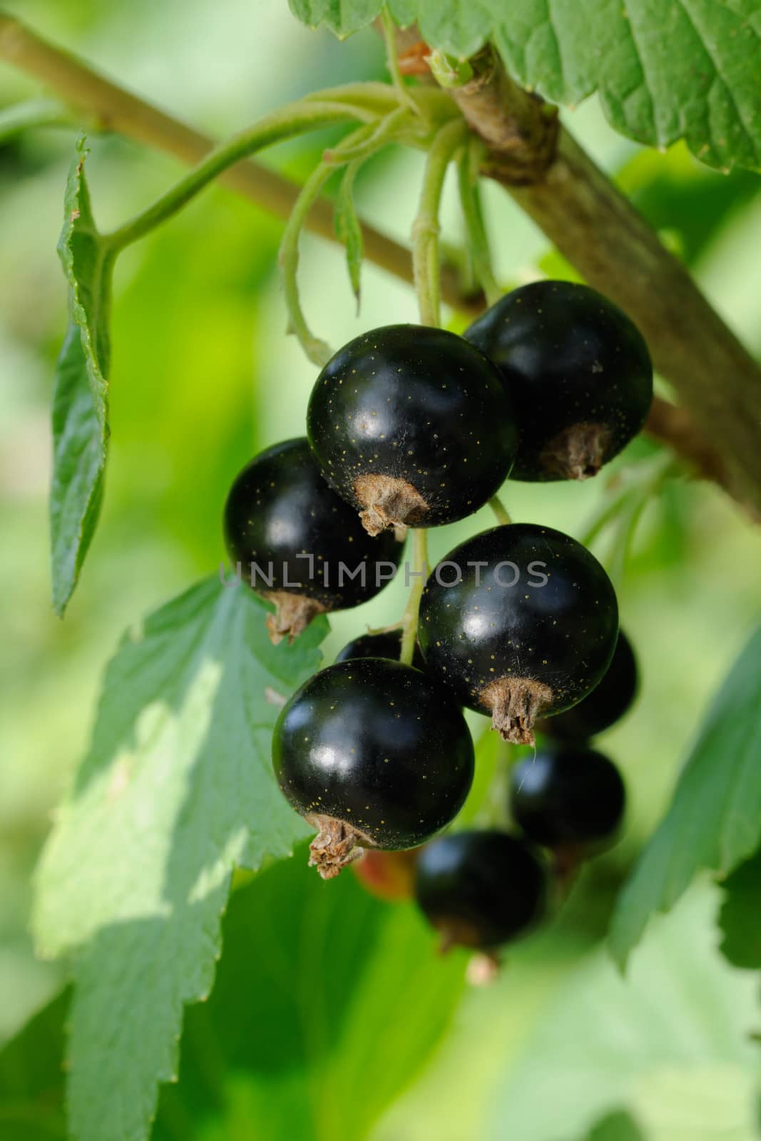 Fresh ripe black currant fruits and green leafs on currant branch