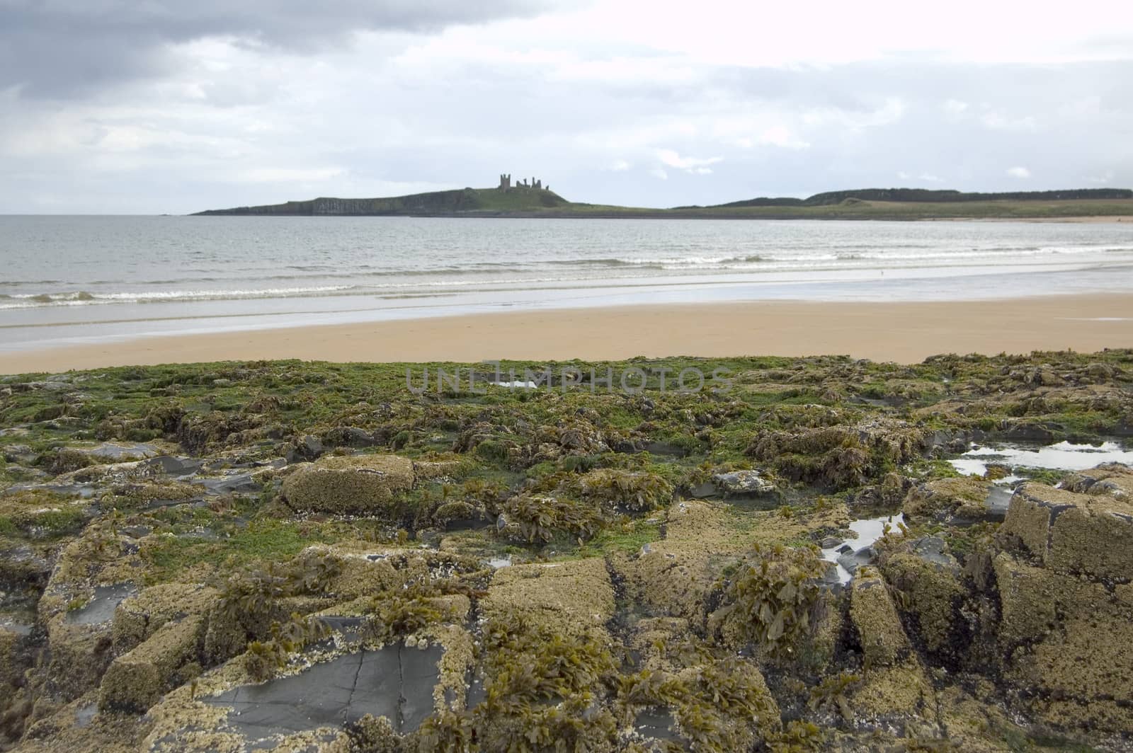 The Ruin of Dunstanburgh castle on the Northumbrian coast with seaweed encrusted rocks in foreground