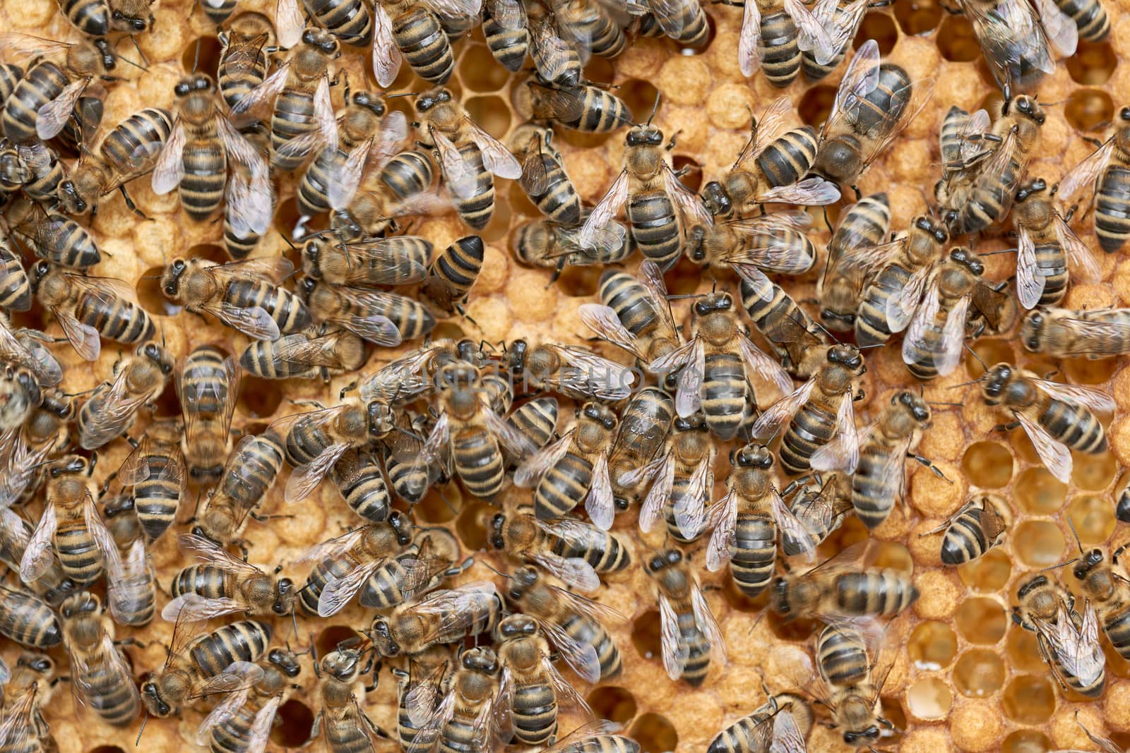 Honeycomb and worker honey bees close-up