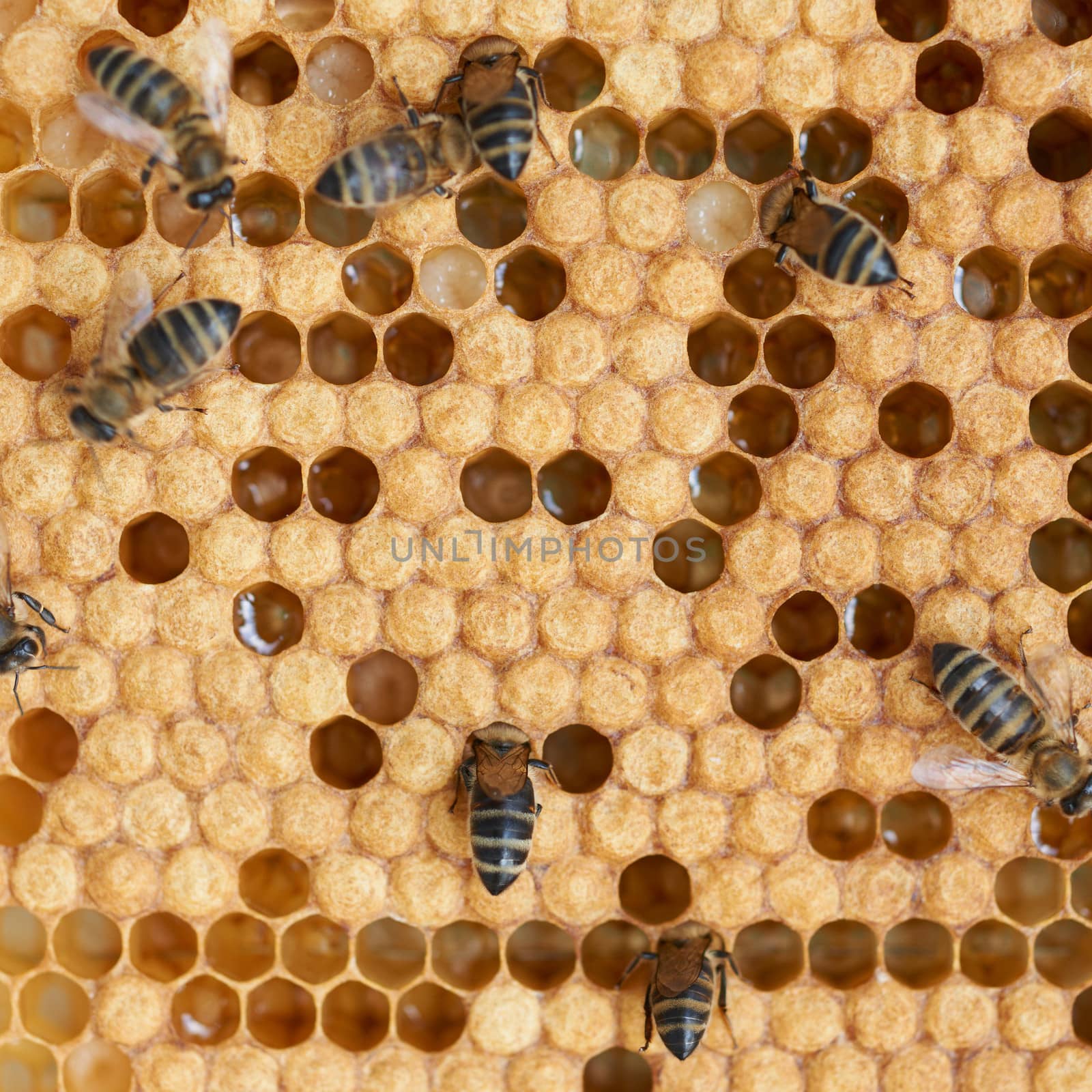 Honeycomb and worker honey bees close-up