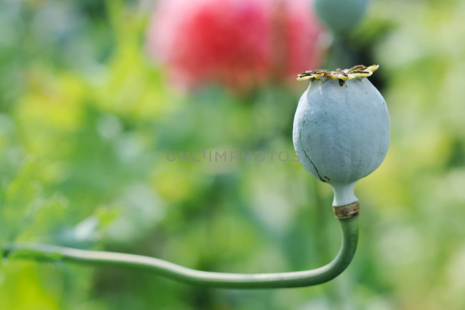 Crops of opium poppy fruit ready to be harvested for makinh heroin