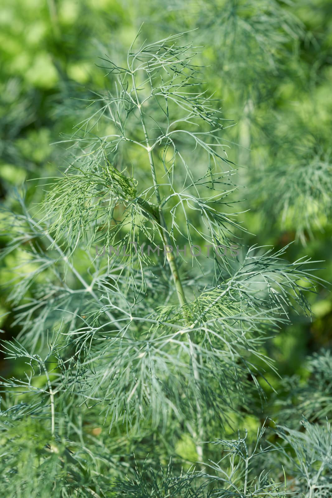 Fresh green fennel plant on garden