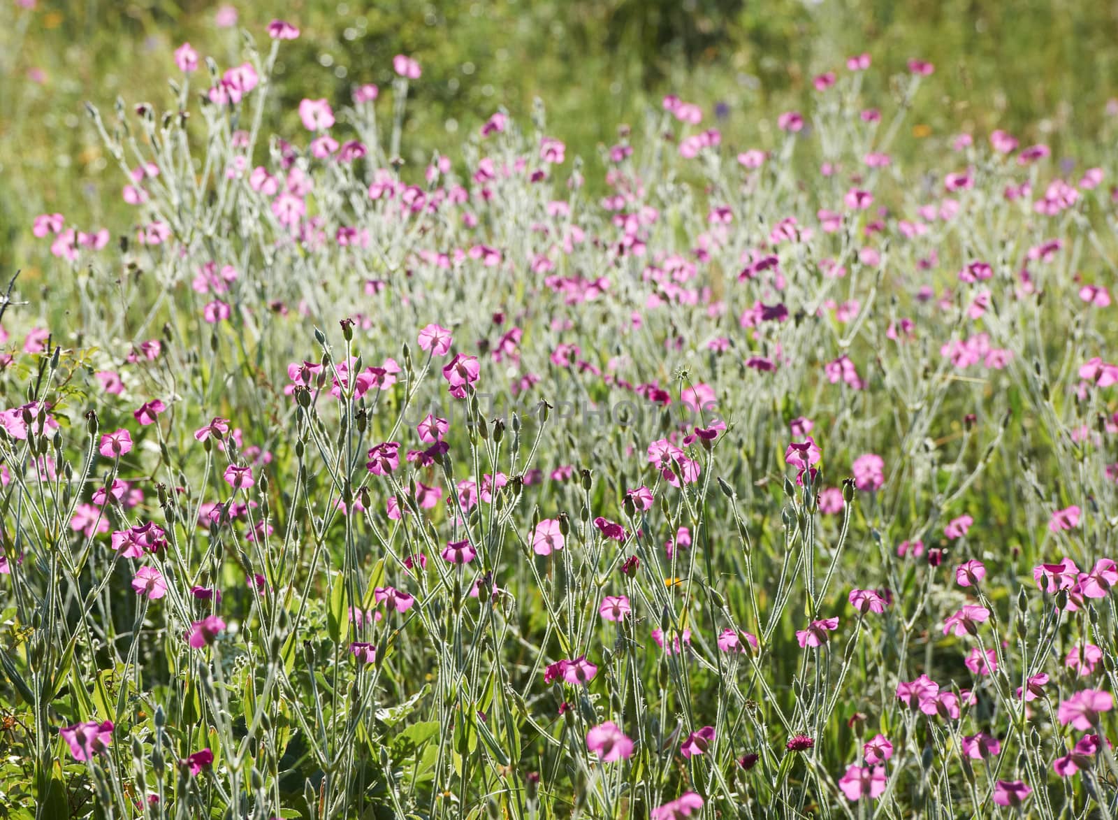 Summer blossom flowers of the field and some green grass