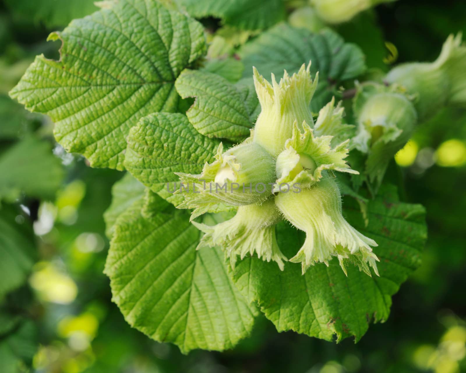 Green hazelnuts and tree leafs in summer garden