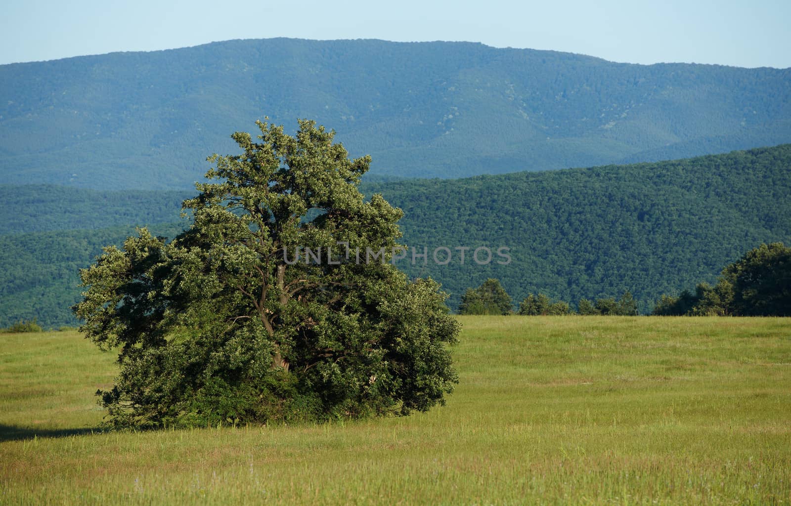 Summer landscape with green grass and oak tree by ecobo