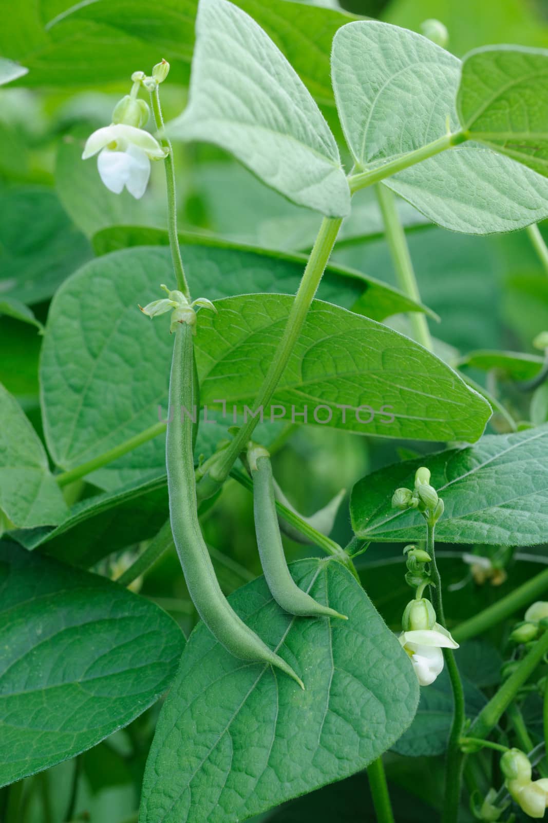 French beans plant by ecobo