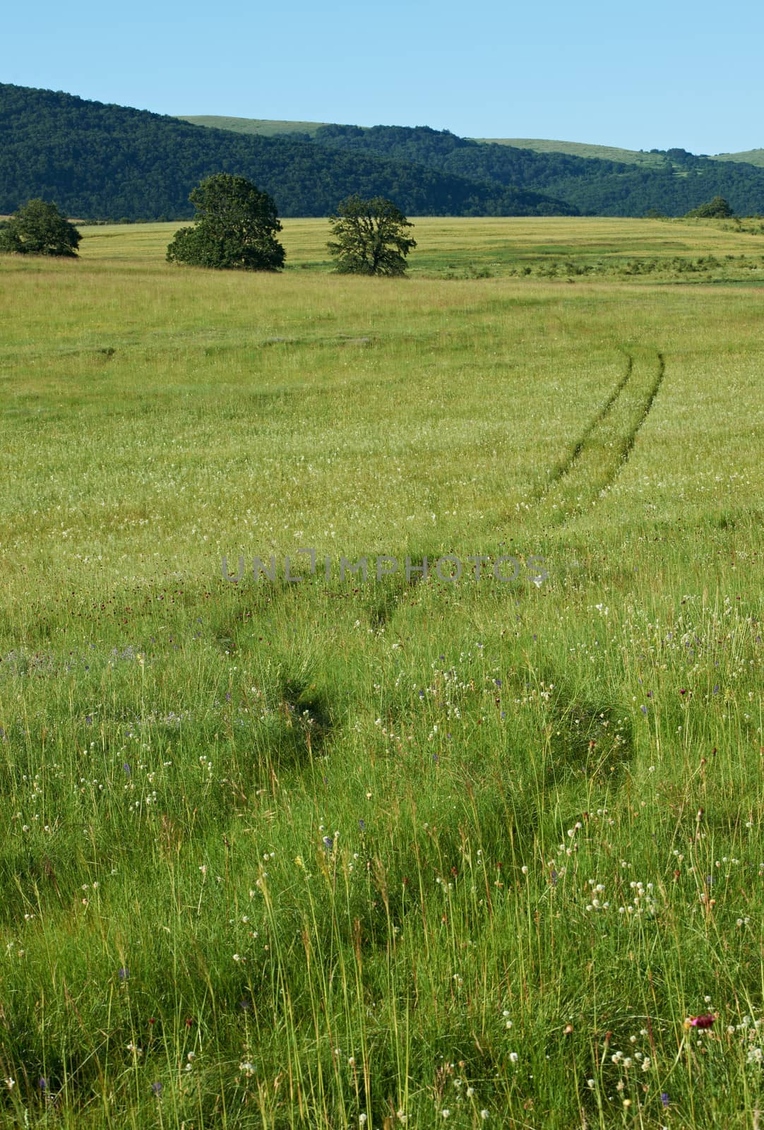 Summer landscape with green grass, oak trees and mountain ridges