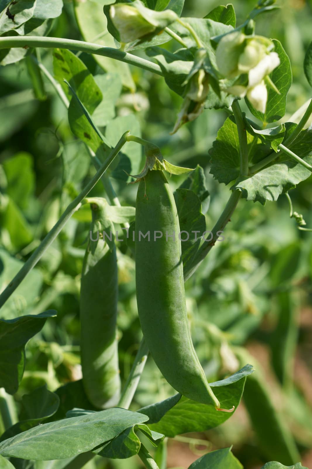 Pods of grean peas in vegetable garden