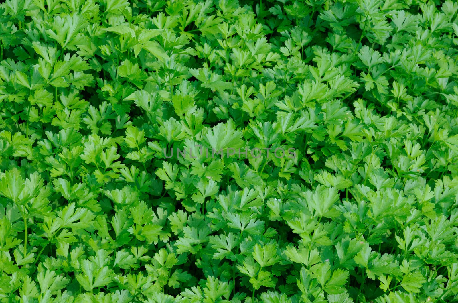 Plantation of green parsley in vegetable garden