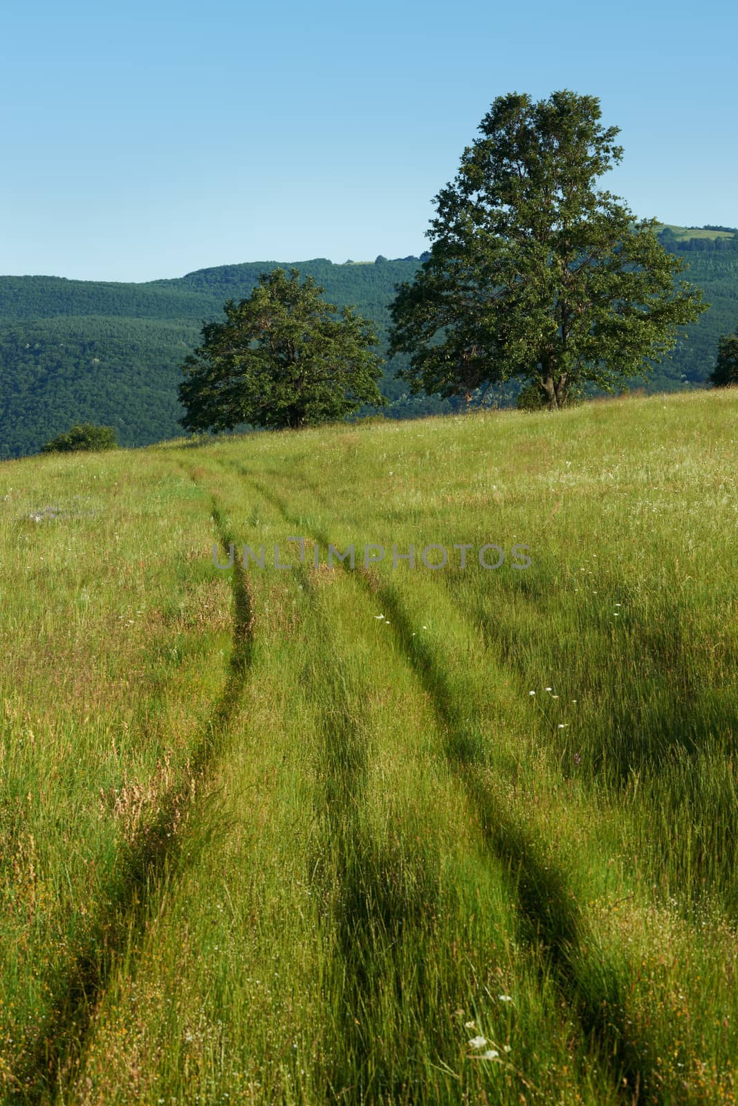 Summer landscape with green grass field, oak trees and mountain ridges