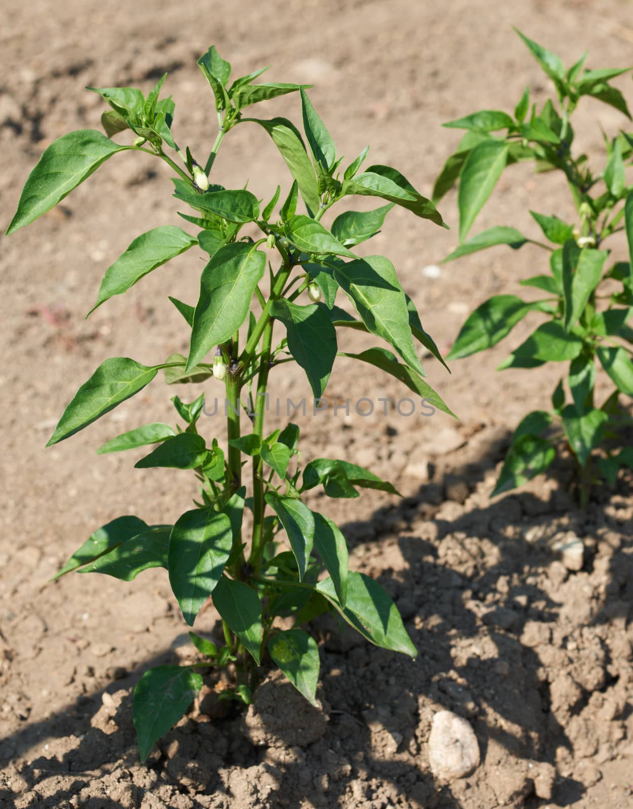 Green spray of chilli pepper plat in vegetable garden